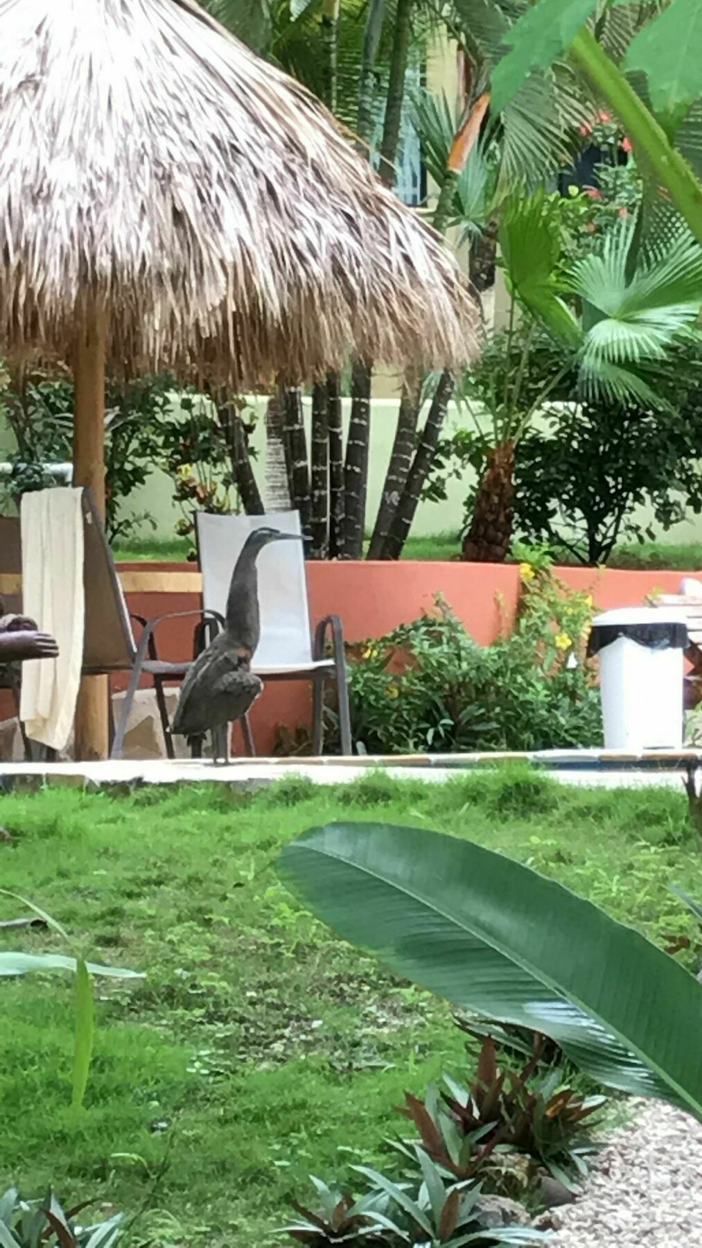 Fuego Lodge Playa Santa Teresa  Ngoại thất bức ảnh